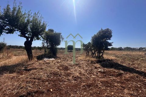 Ruïna a Carovigno, Brindisi, Carovigno - € 225.000 | Ref: Casolare e Trul - foto 7
